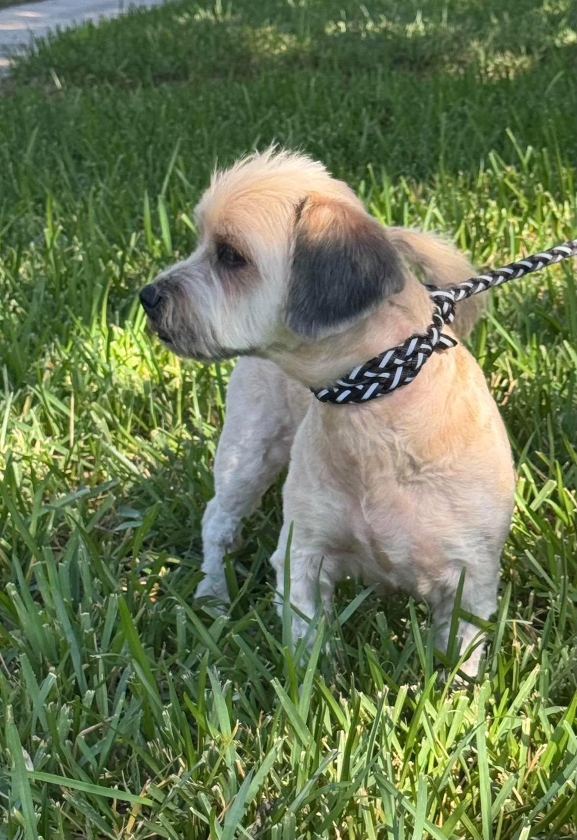 Enlarge Monkey, a Adoptable mixed breed in Allen, TX image 4/5