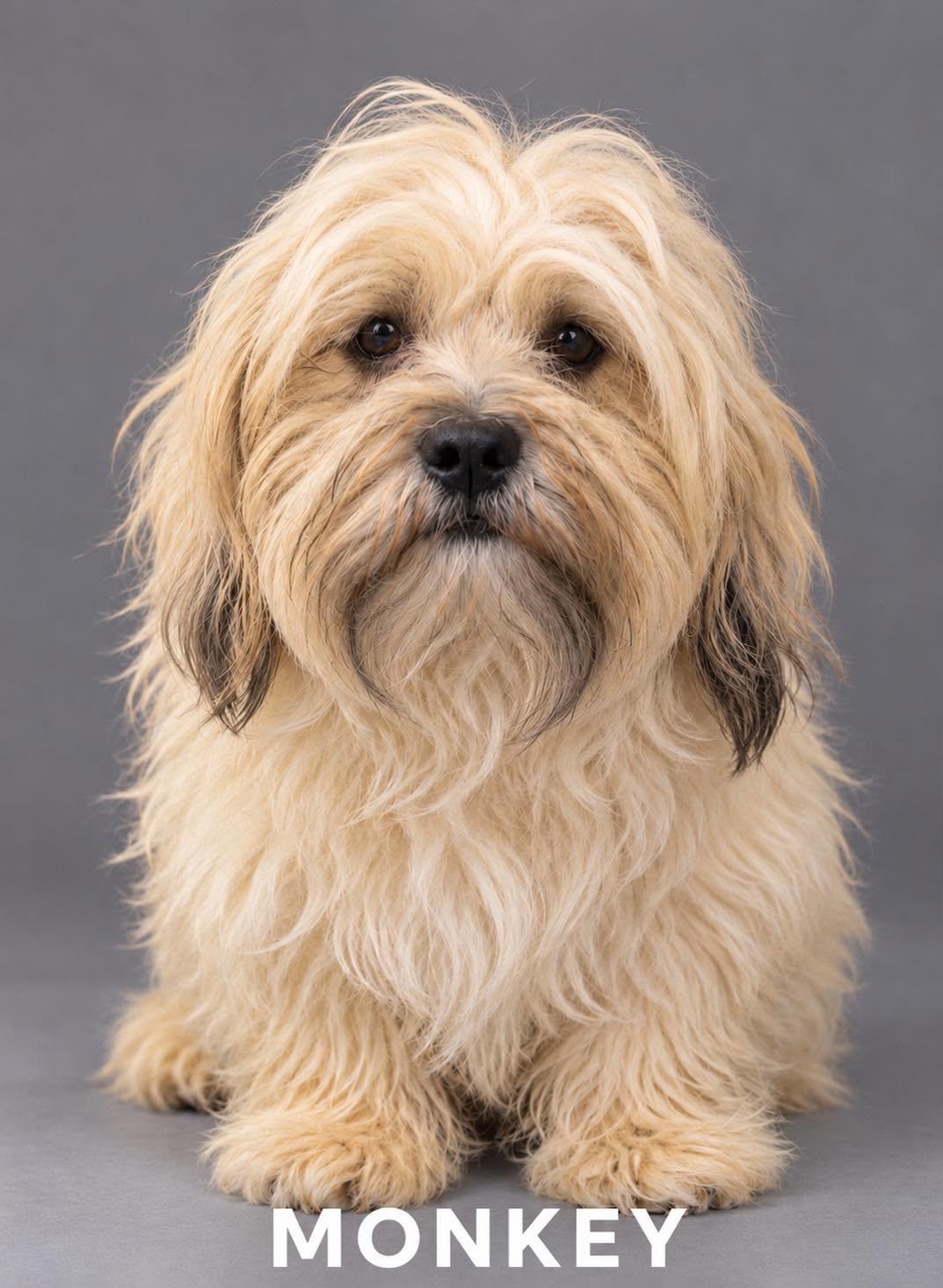 Enlarge Monkey, a Adoptable mixed breed in Allen, TX image 5/5