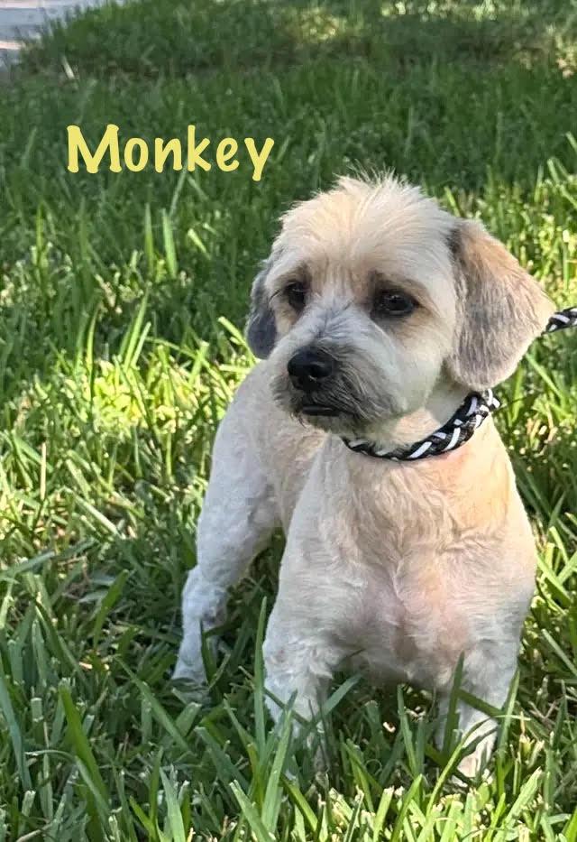 Monkey, Adoptable, Adult Male Lhasa Apso & Shih Tzu.