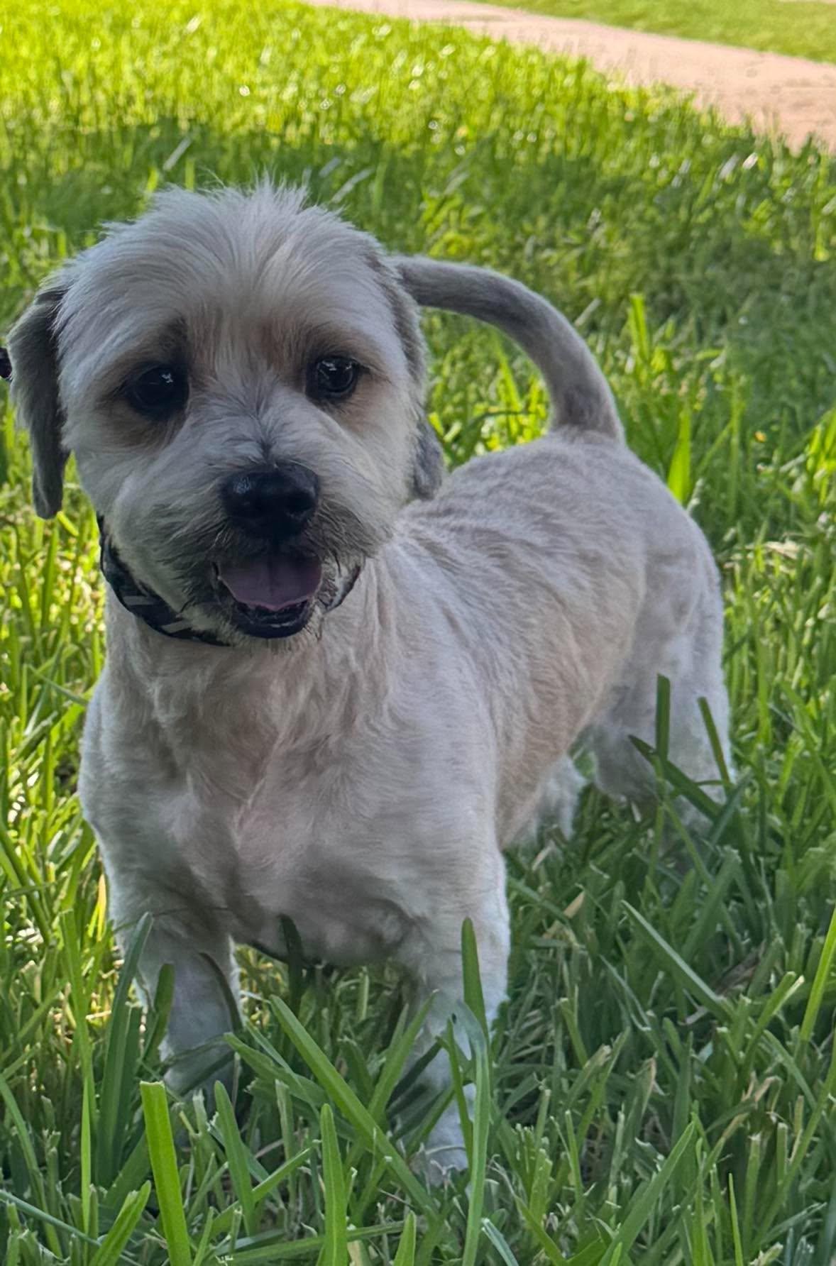 Enlarge Monkey, a Adoptable mixed breed in Allen, TX image 3/5
