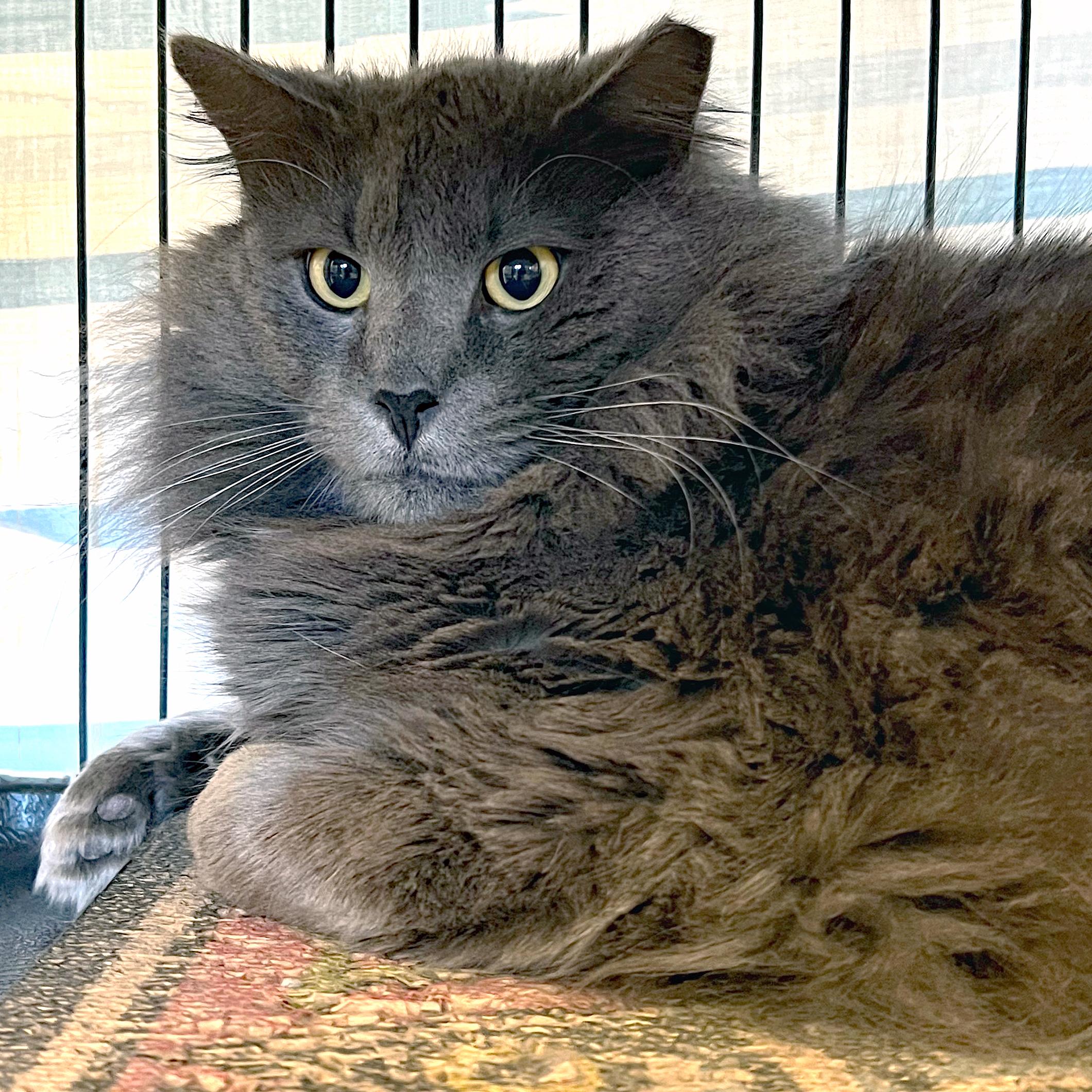 Enlarge Moonracer, a ADOPTABLE Domestic Long Hair in St. Louis, MO image 1/1