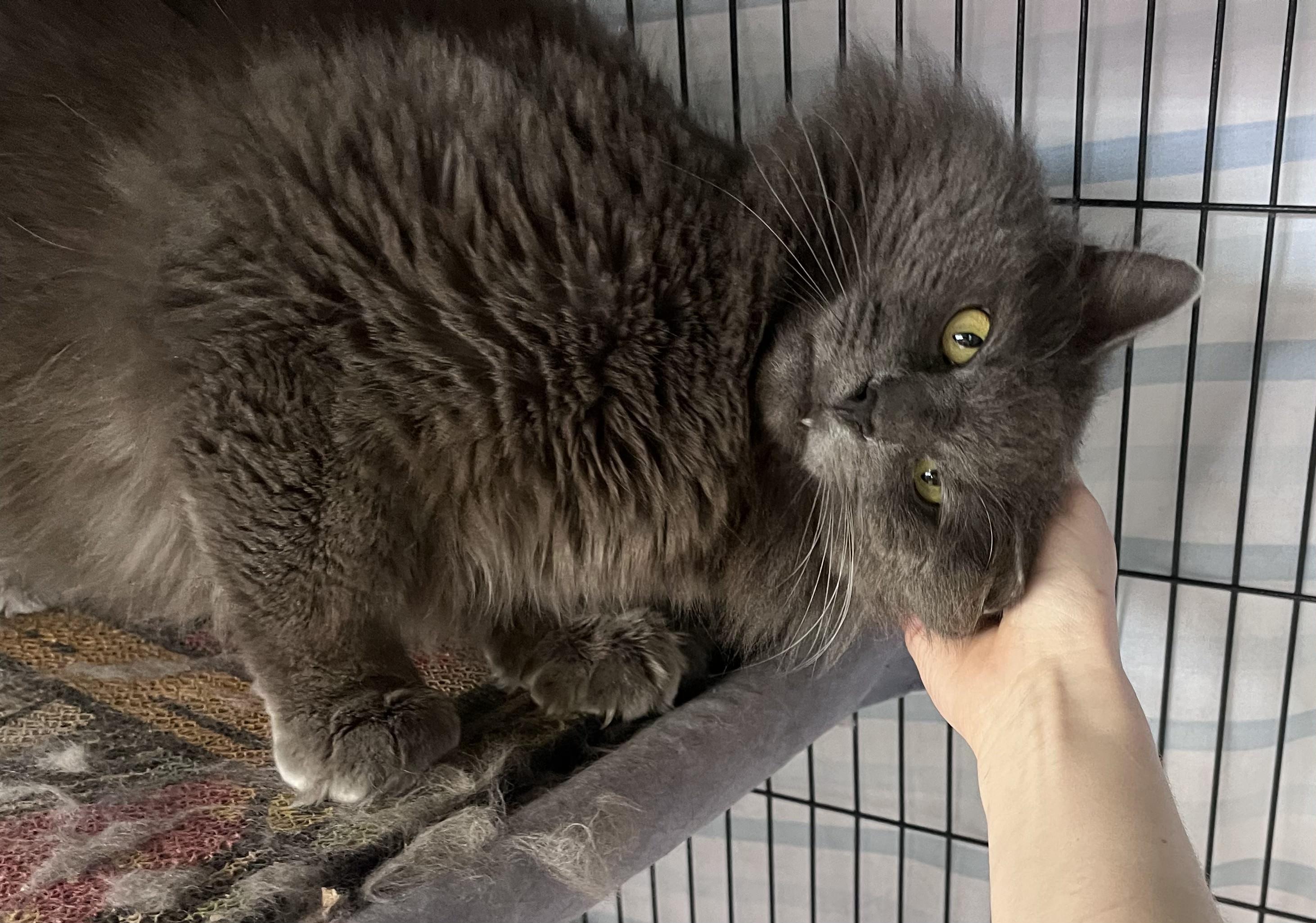 Moonracer, an adopted Domestic Long Hair in St. Louis, MO image 3/3