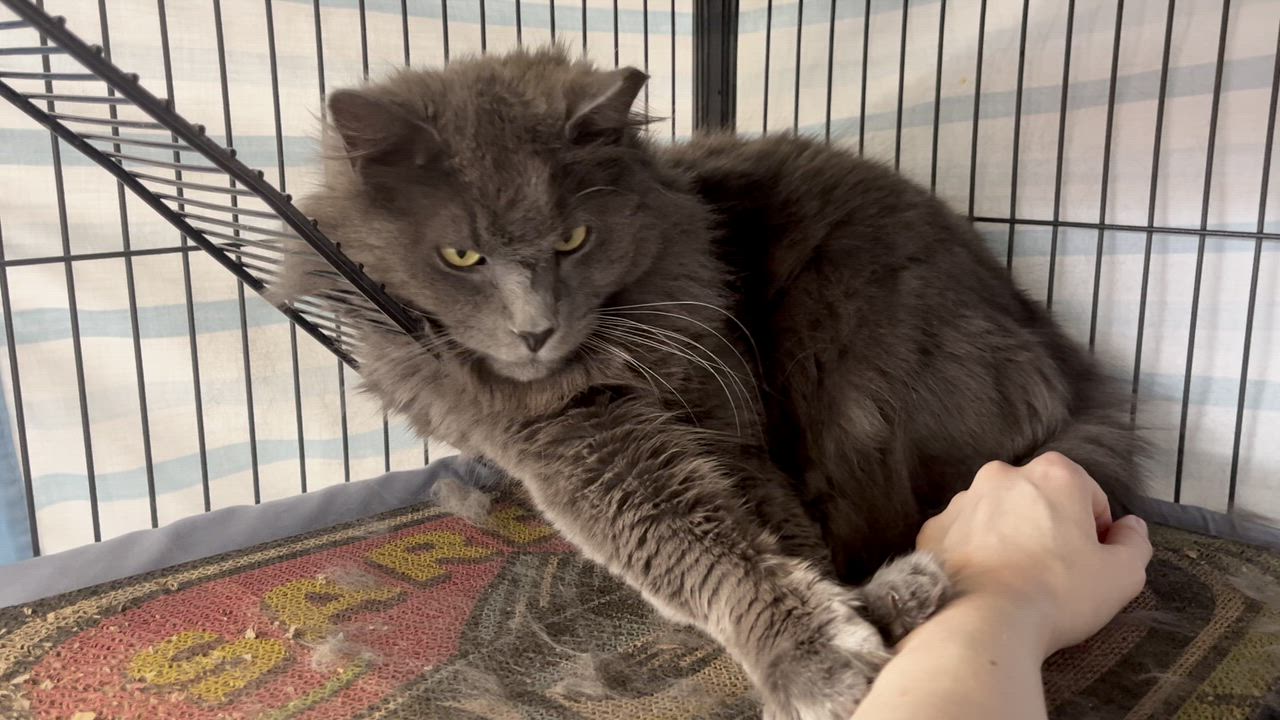 Enlarge Moonracer, an adopted Domestic Long Hair in St. Louis, MO video 2/3