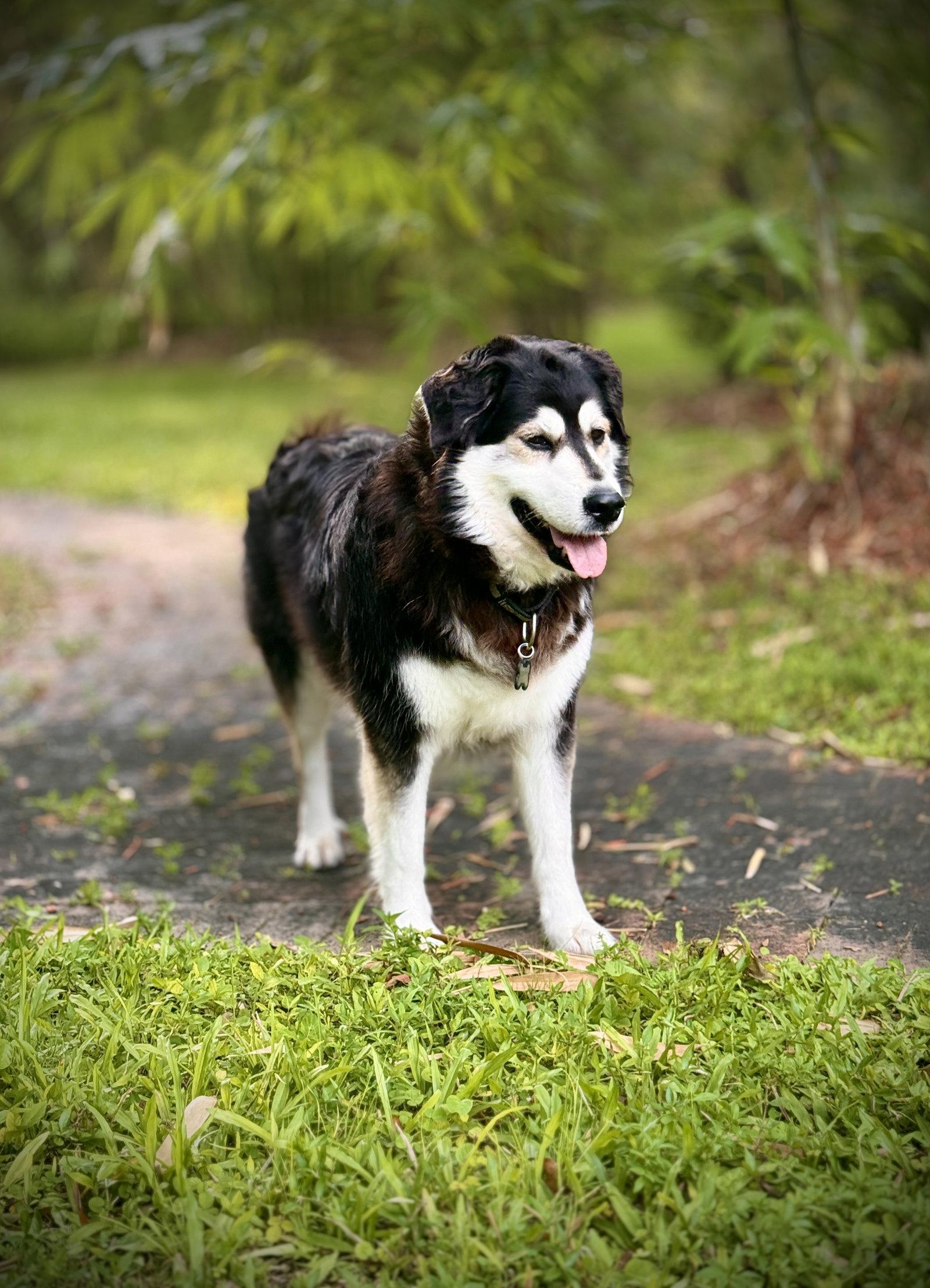 Athena, Adoptable, Adult Female Husky & Golden Retriever.