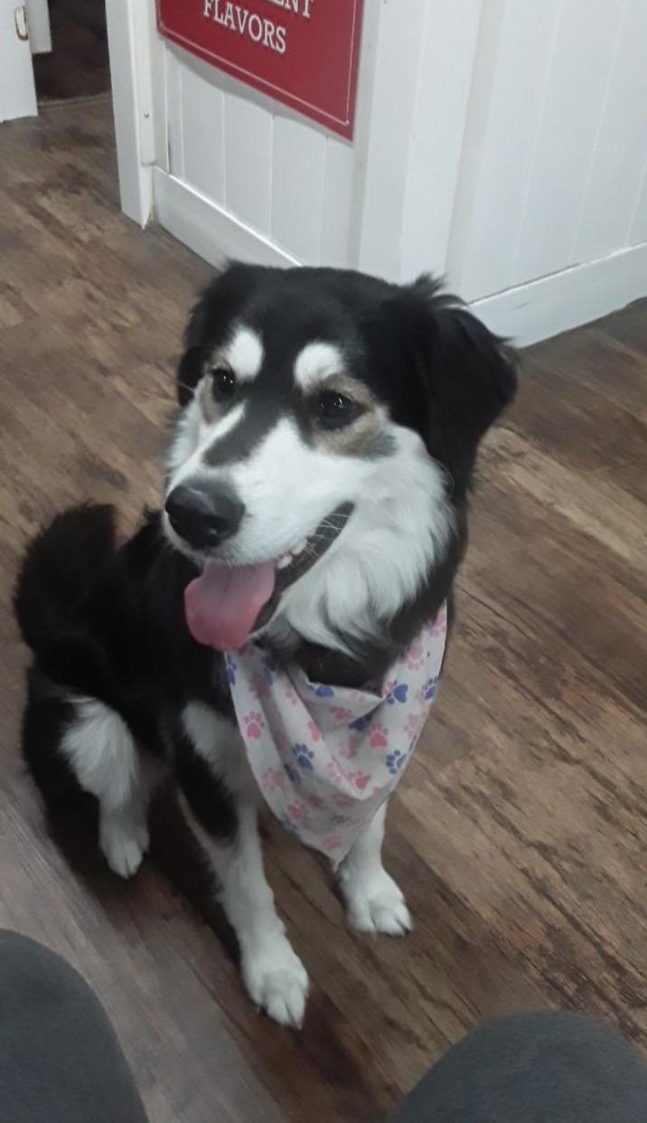 Enlarge Athena, a Adoptable mixed breed in Valrico, FL image 2/2