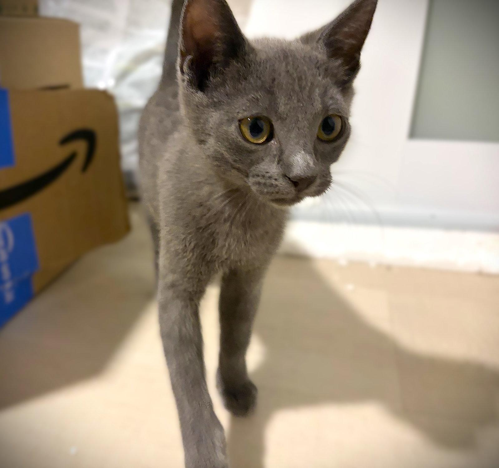 Otter Pop, Adopted, Kitten Female Russian Blue & Domestic Short Hair.