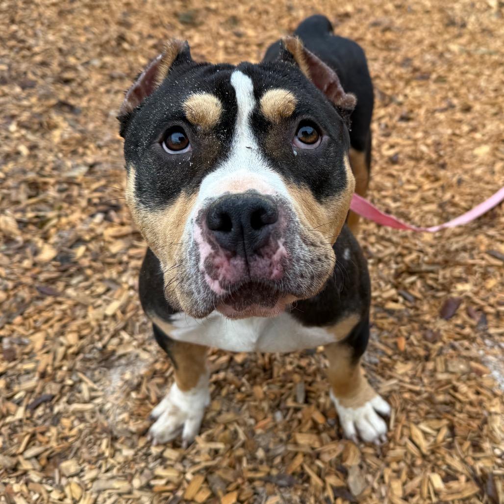 Enlarge Shorty, a Adoptable Mixed Breed in Jacksonville, FL image 1/5