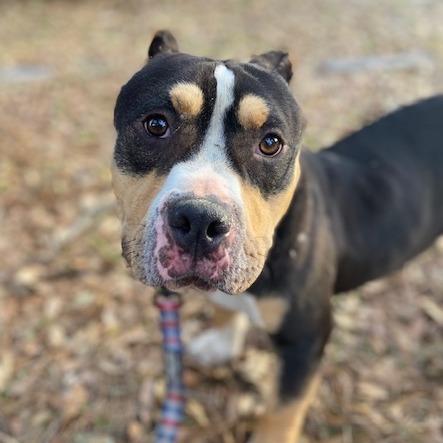 Enlarge Shorty, a Adoptable Mixed Breed in Jacksonville, FL image 2/5