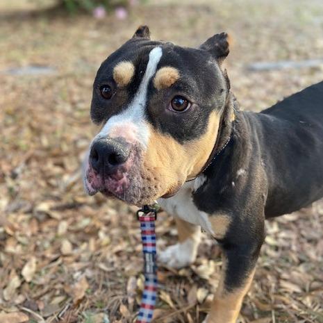 Enlarge Shorty, a Adoptable Mixed Breed in Jacksonville, FL image 3/5