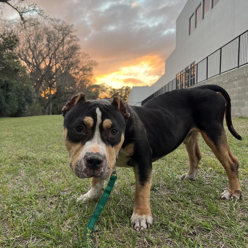 Enlarge Shorty, a Adoptable Mixed Breed in Jacksonville, FL image 4/5