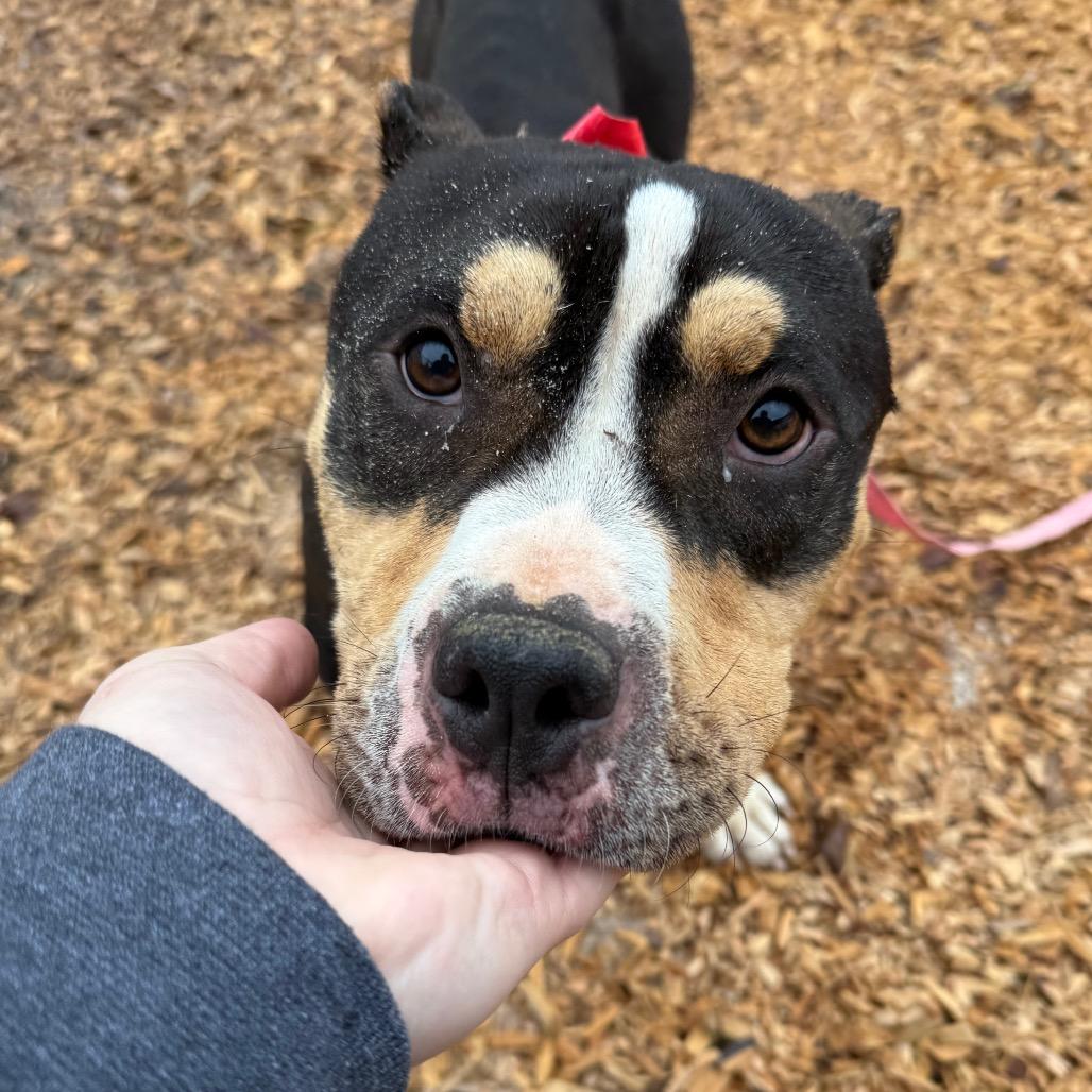 Enlarge Shorty, a Adoptable Mixed Breed in Jacksonville, FL image 5/5