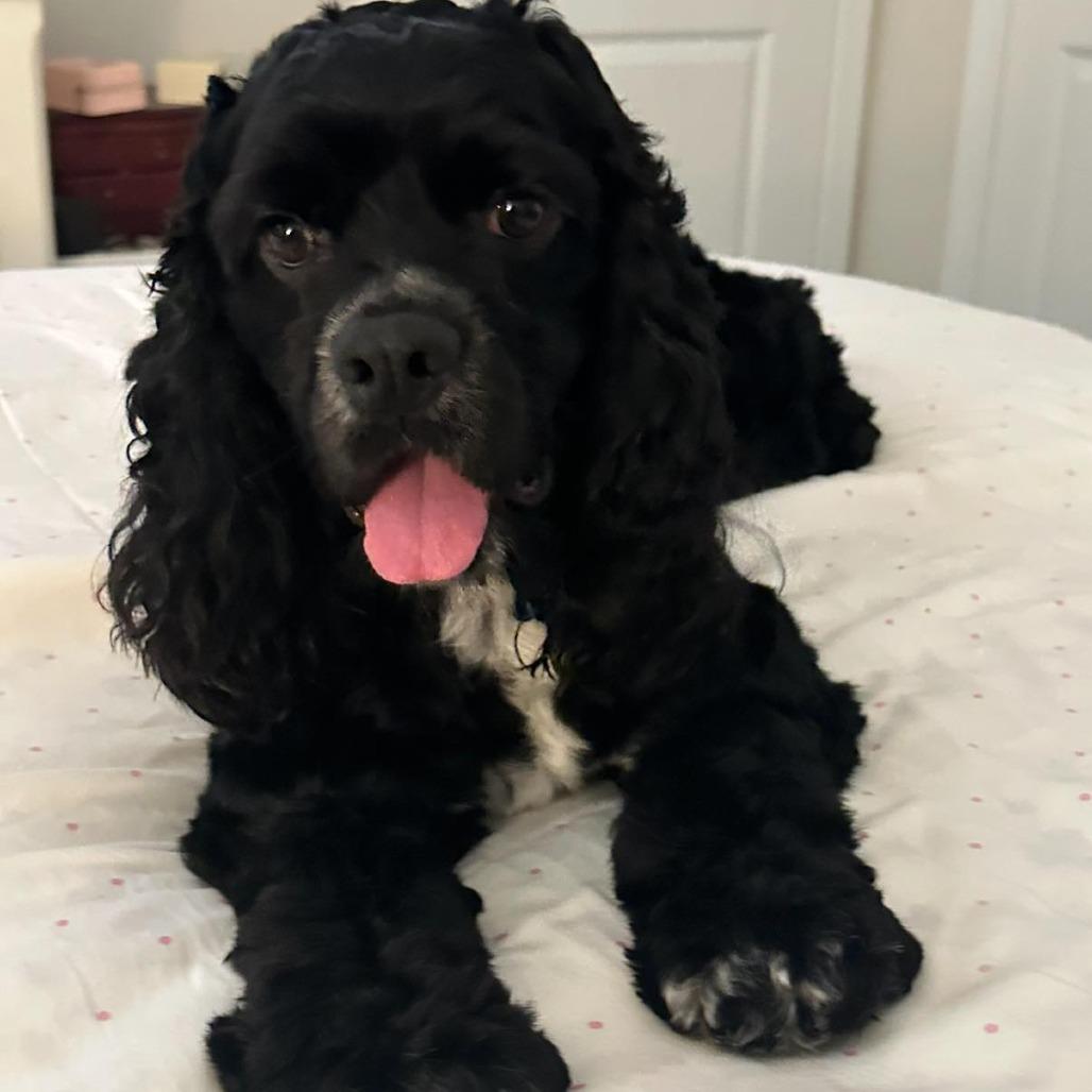 Memphis, Adoptable, Adult Male Cocker Spaniel.