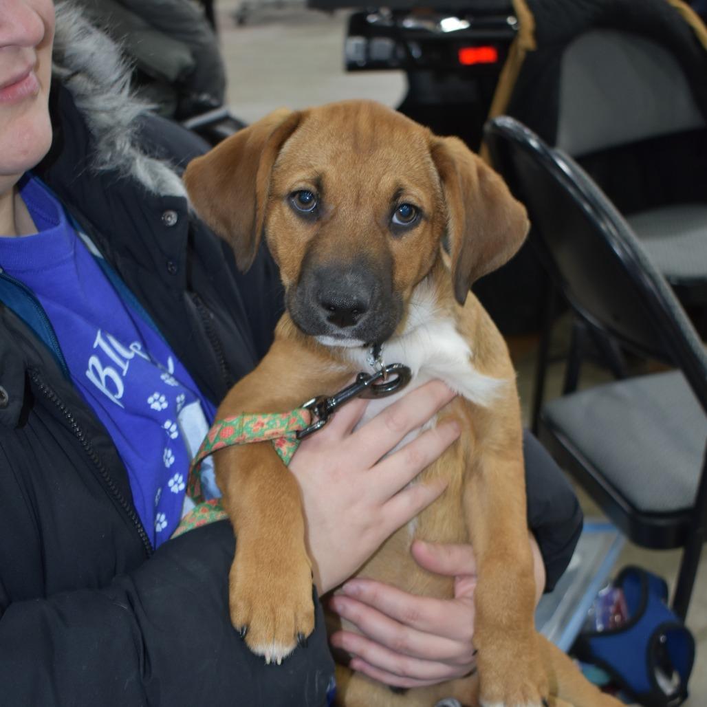 Odin, Adoptable, Puppy Male Mixed Breed.