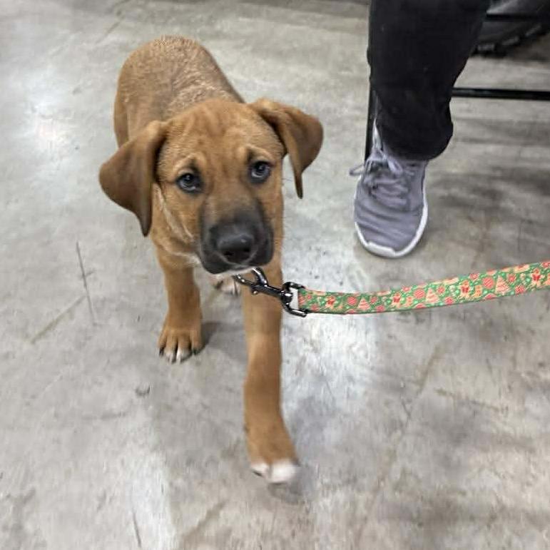 Enlarge Odin, a Adoptable Mixed Breed in Joliet, IL image 2/4