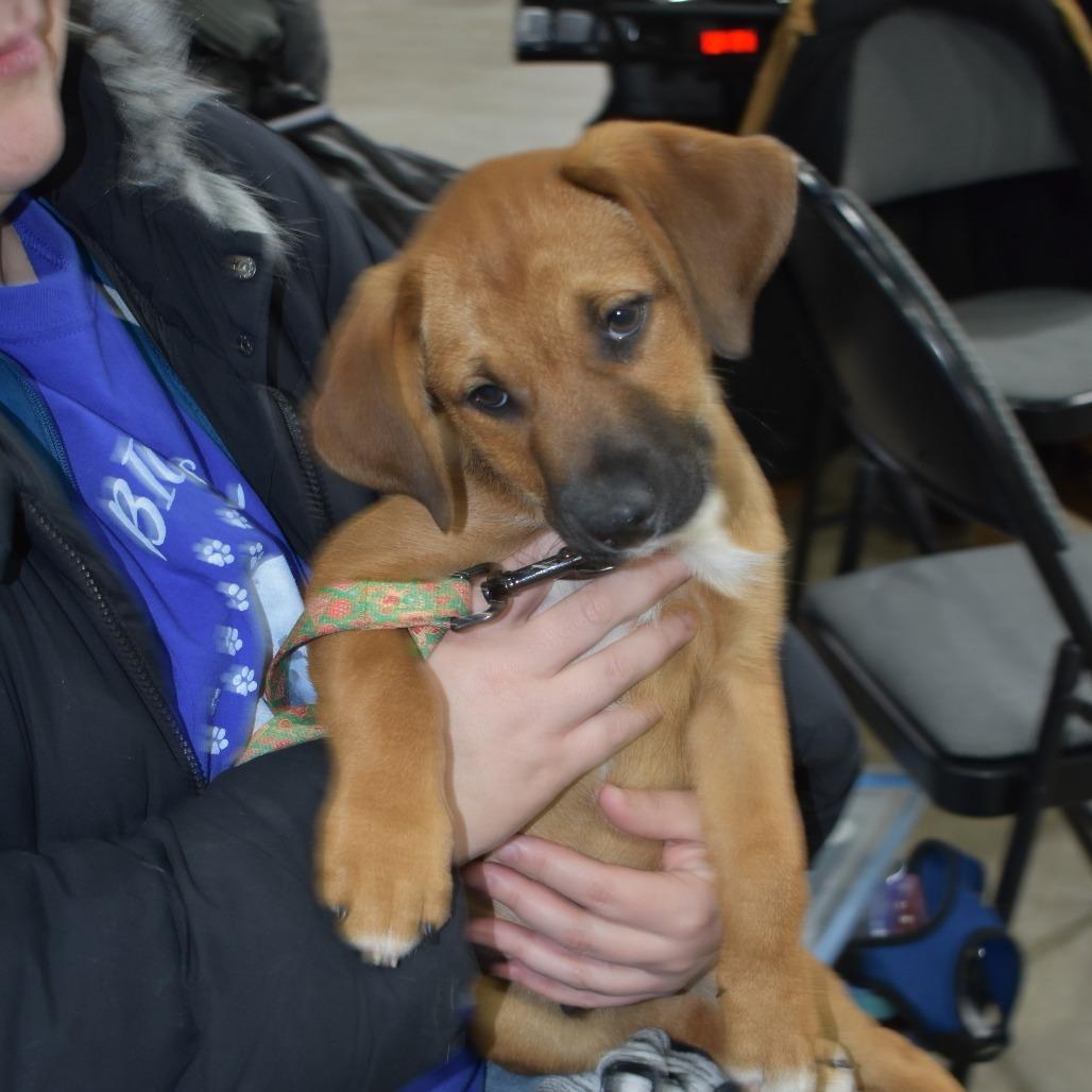 Enlarge Odin, a Adoptable Mixed Breed in Joliet, IL image 3/4