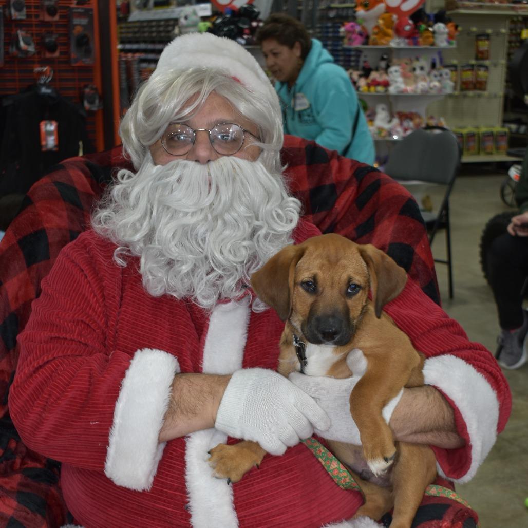 Enlarge Odin, a Adoptable Mixed Breed in Joliet, IL image 4/4