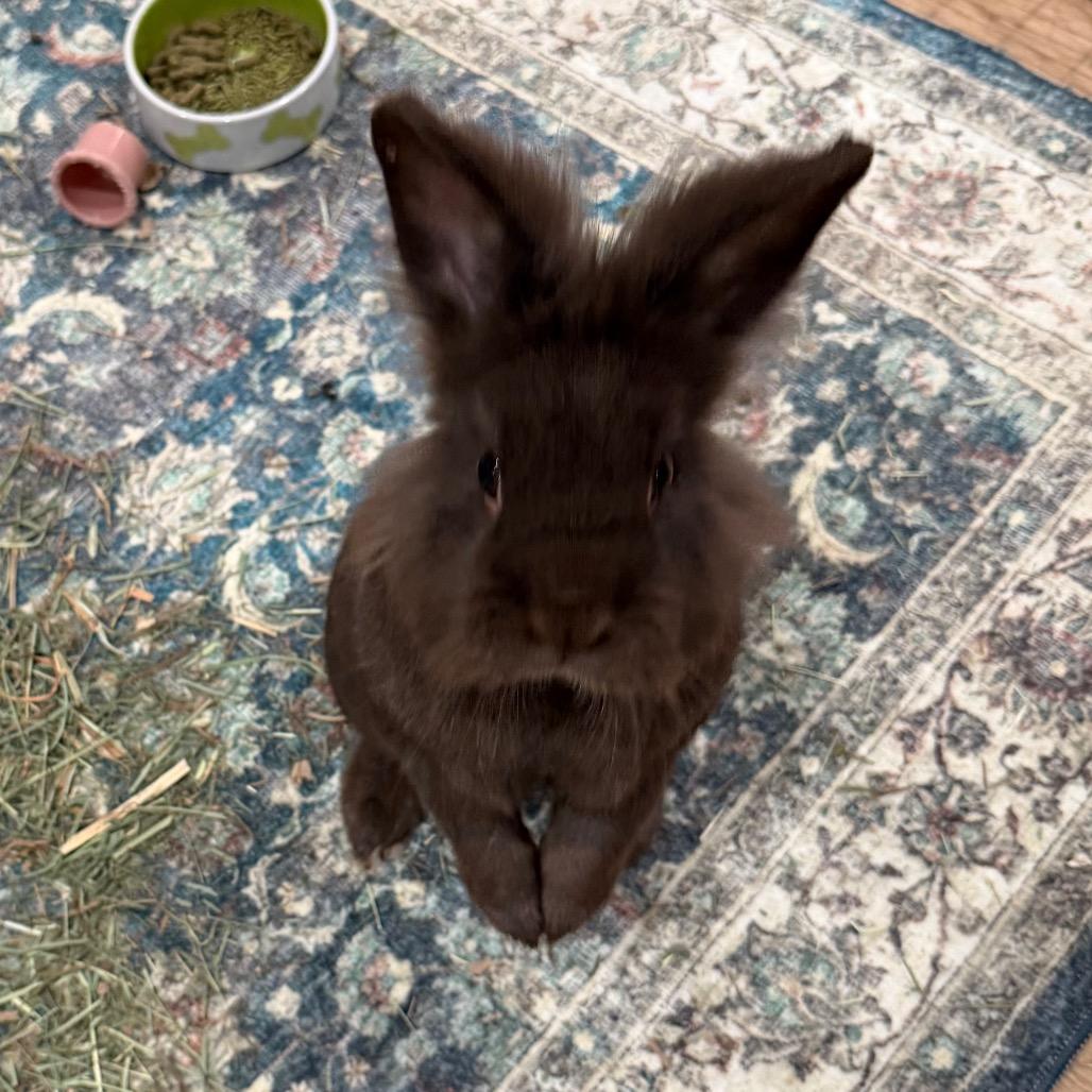 Consuela, Adoptable, Adult Female Lionhead.