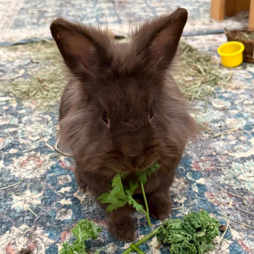 Enlarge Consuela, a Adoptable Lionhead in Baltimore, MD image 2/3