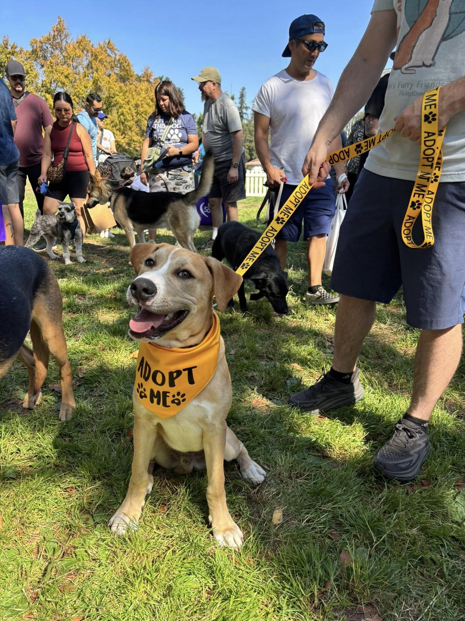 Enlarge Rambo, an adopted mixed breed in San Jose, CA image 1/6