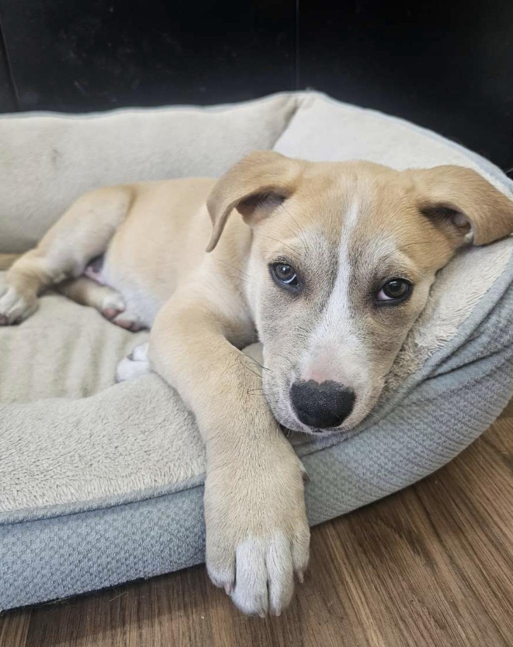 Enlarge Rambo, an adopted mixed breed in San Jose, CA image 5/6