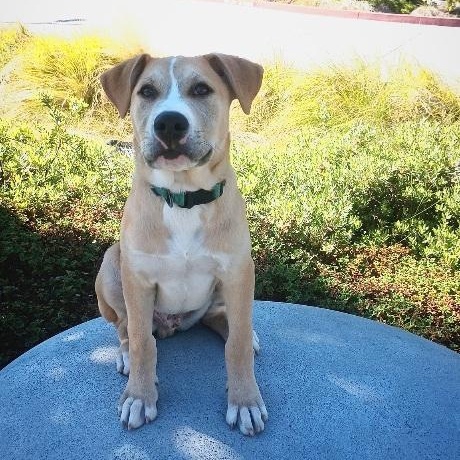 Enlarge Rambo, an adopted mixed breed in San Jose, CA image 2/6