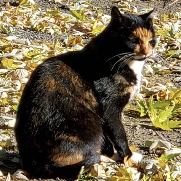 Clara, Adoptable, Adult Female Domestic Short Hair.