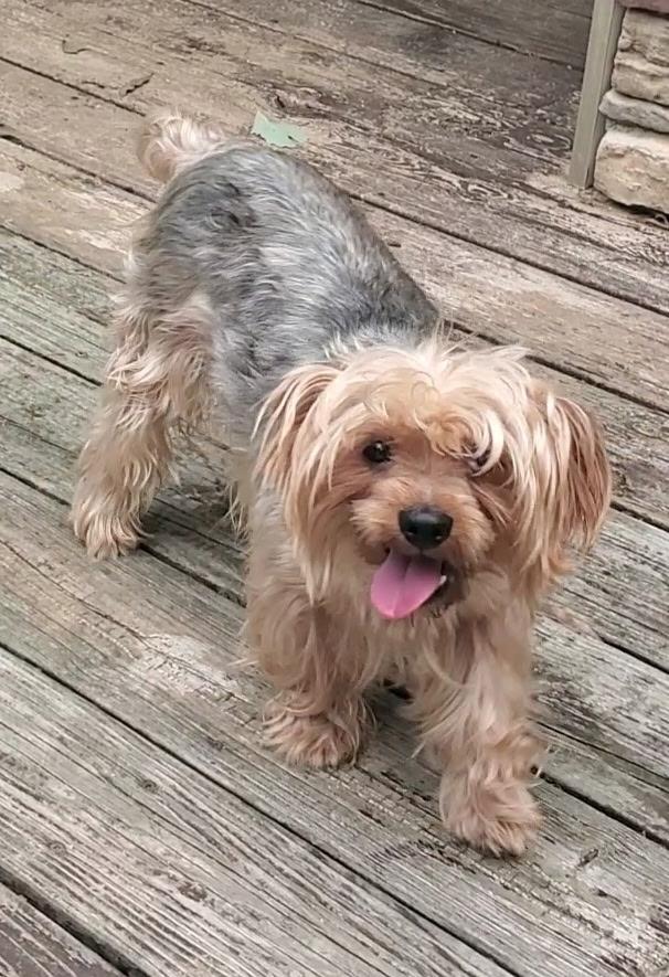 Milo, a ADOPTABLE Silky Terrier in Chesterfield, MO image 1/2