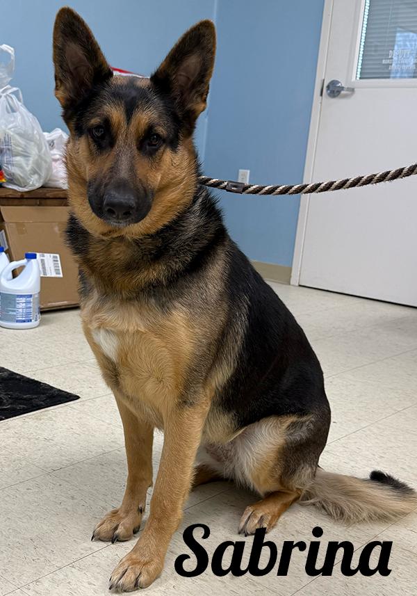 Sabrina, adopted, Adult Female German Shepherd Dog.