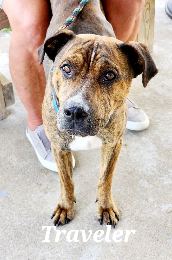 Traveler, a Adoptable mixed breed in Clinton, MO image 1/4
