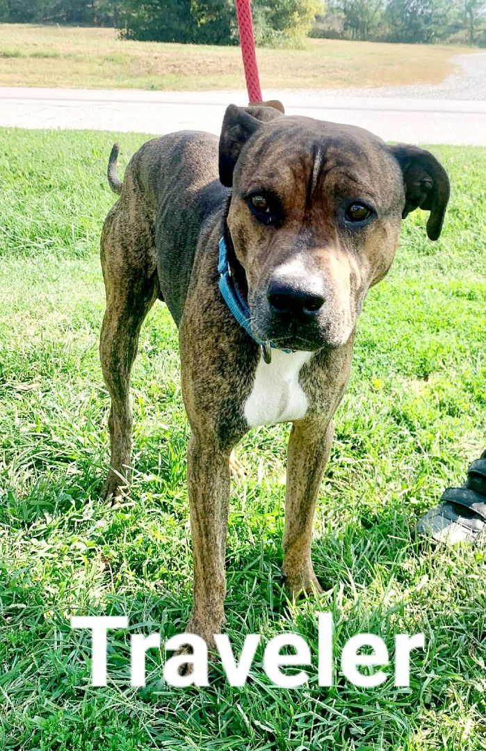 Traveler, a Adoptable mixed breed in Clinton, MO image 2/4