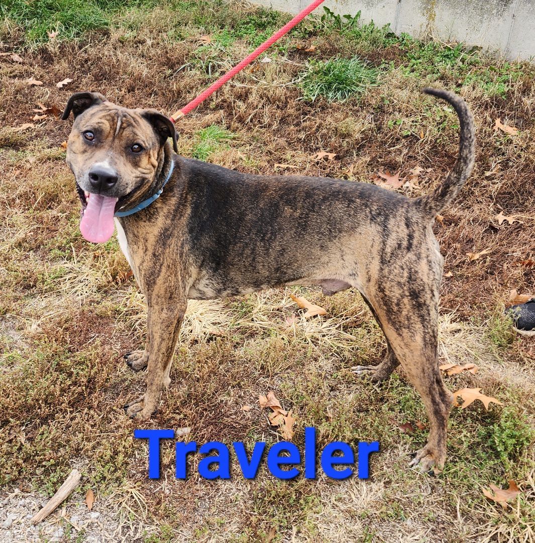 Traveler, a Adoptable mixed breed in Clinton, MO image 3/4