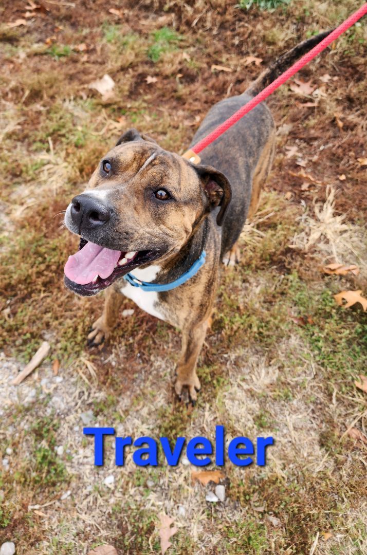 Traveler, a Adoptable mixed breed in Clinton, MO image 4/4