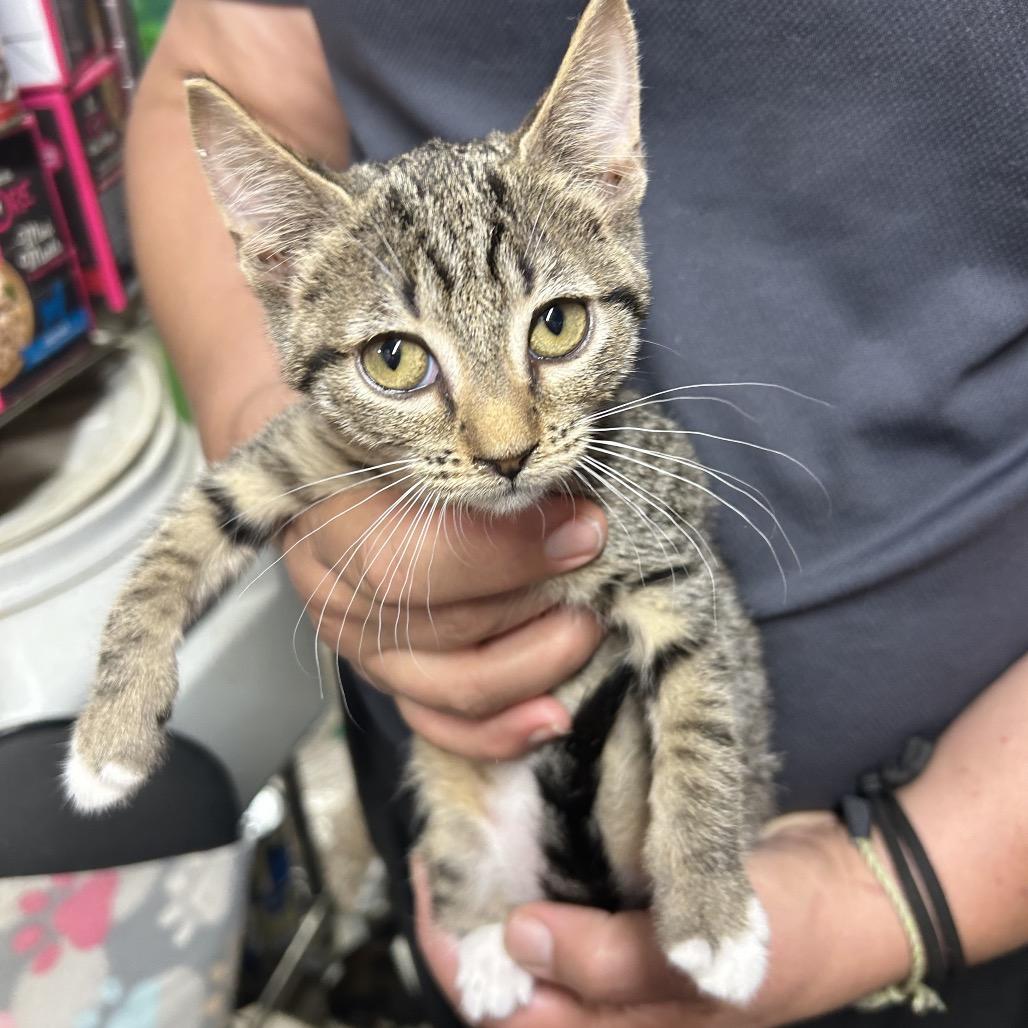 Enlarge Bettie, a Adoptable mixed breed in mount vernon, AR image 1/1