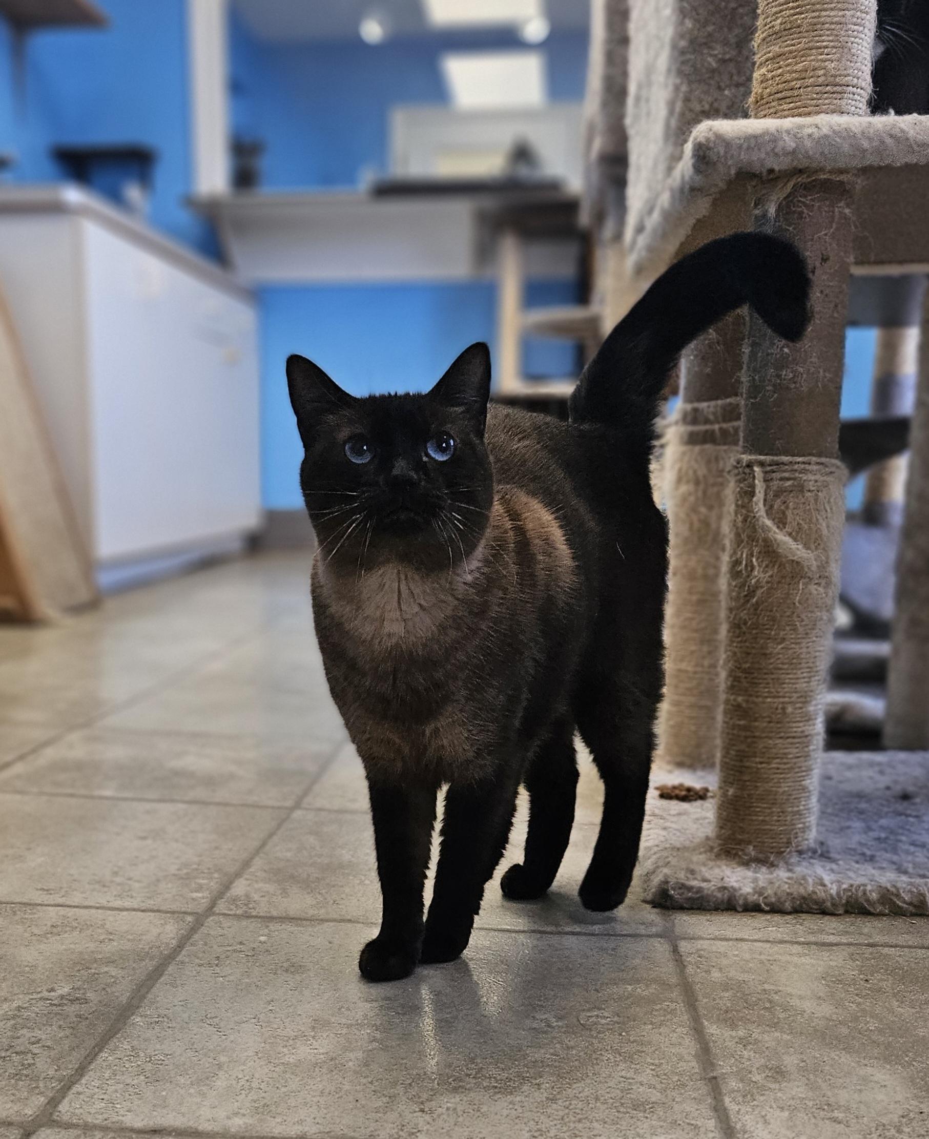 Robin, Adoptable, Adult Female American Shorthair.