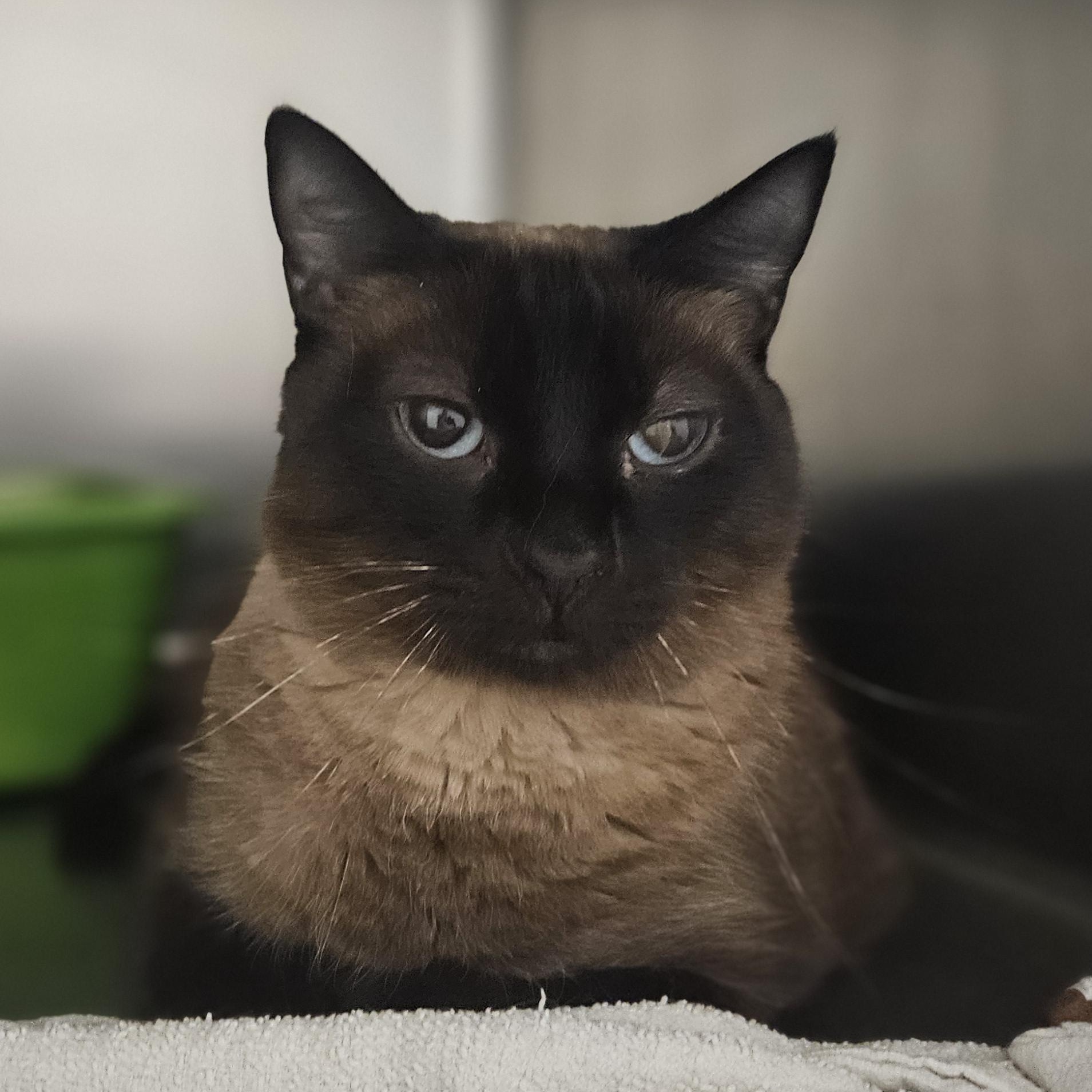 Robin, Adoptable, Adult Female American Shorthair.