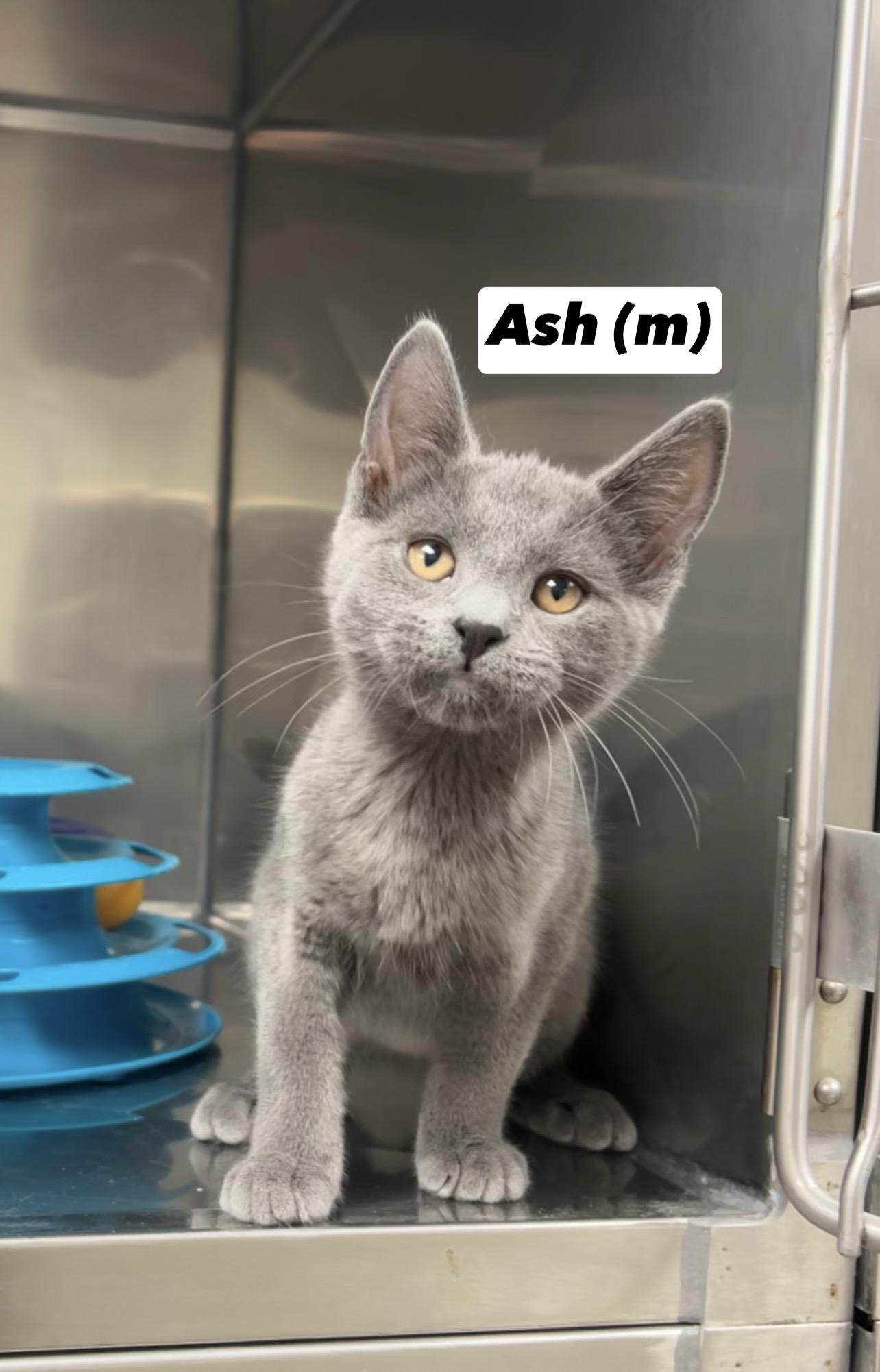 Ash, Adoptable, Kitten Male Domestic Short Hair & Russian Blue.