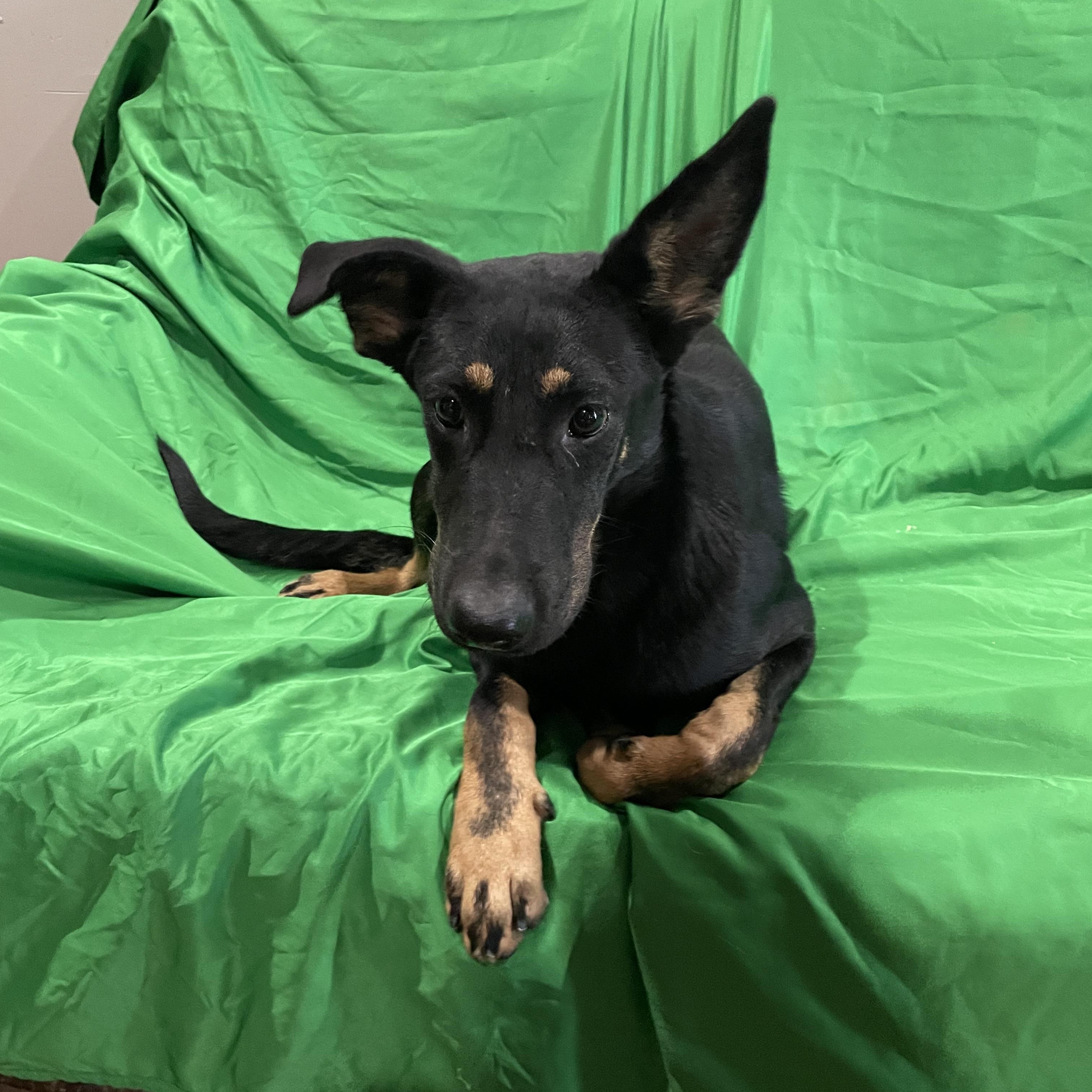 Ranger, Adoptable, Young Male German Shepherd Dog.