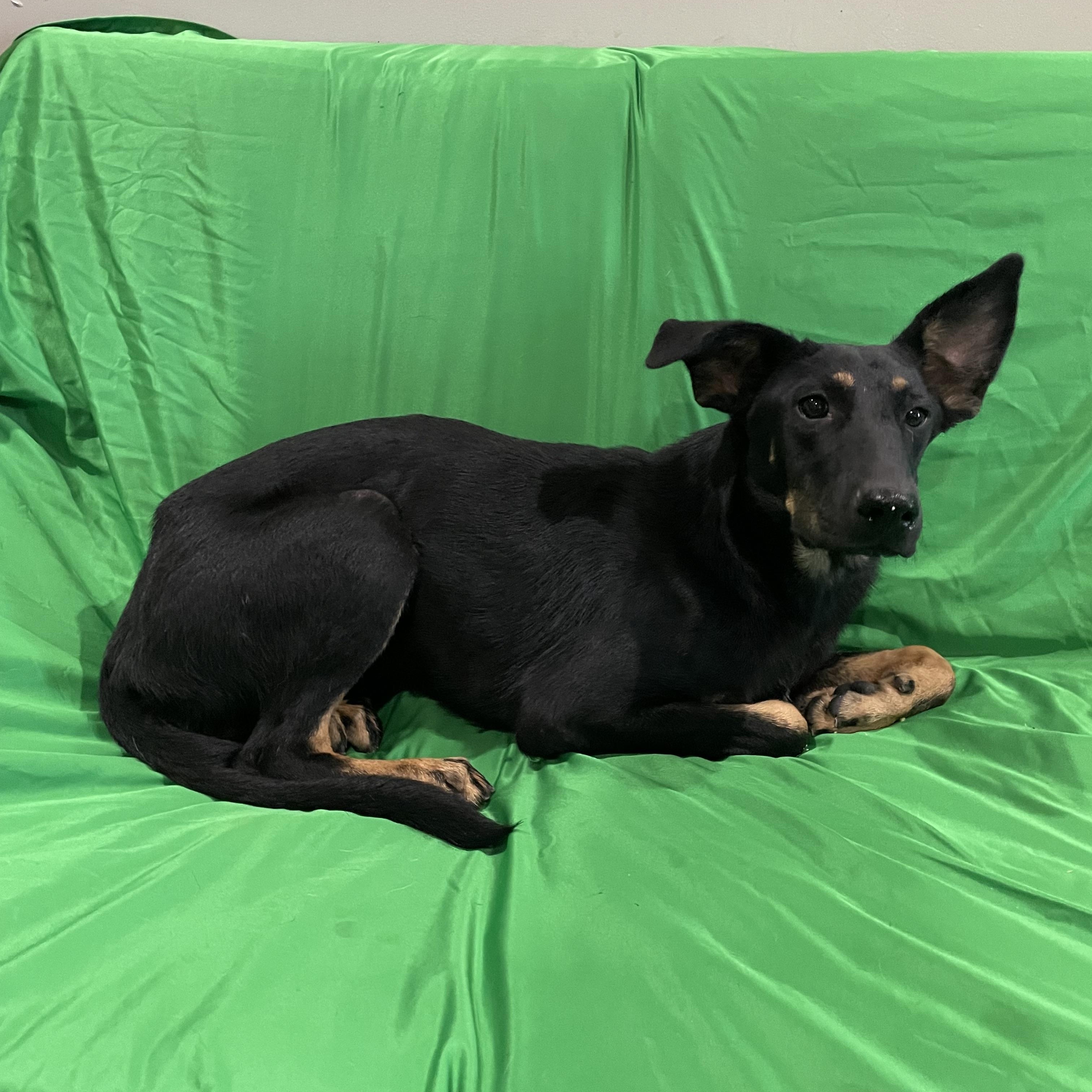 Enlarge Ranger, a Adoptable German Shepherd Dog in Phoenix, AZ image 2/3