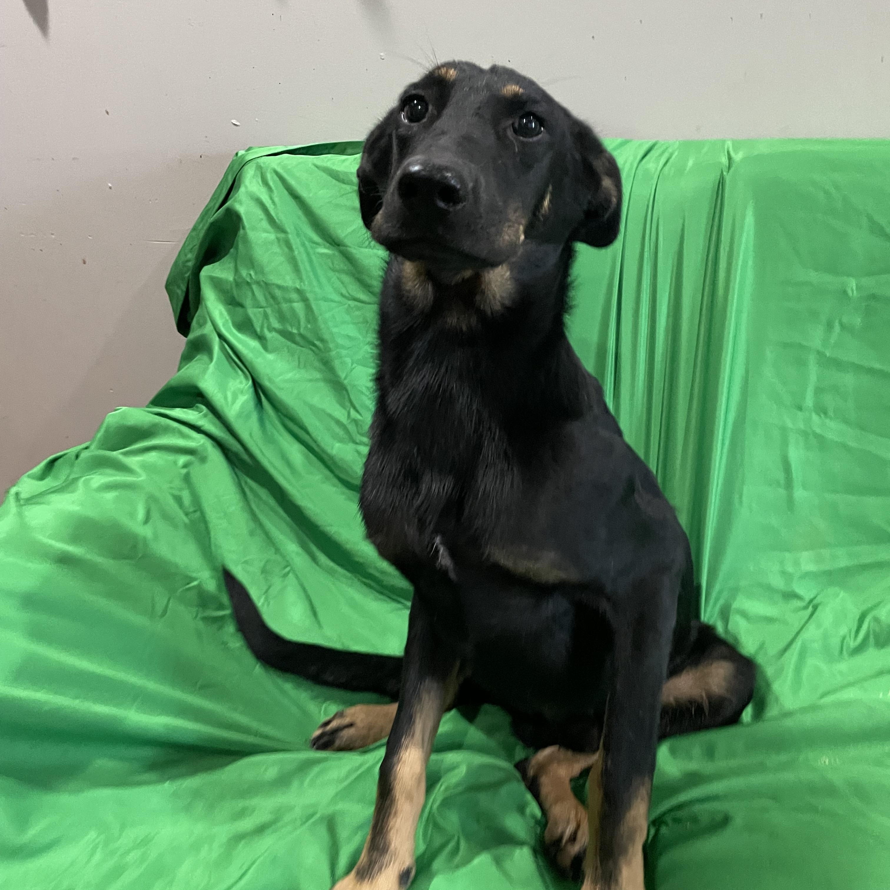 Enlarge Ranger, a Adoptable German Shepherd Dog in Phoenix, AZ image 3/3