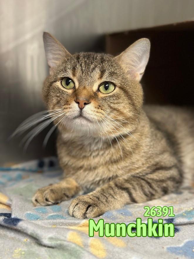 Enlarge Munchkin, a ADOPTABLE Tabby in Oak Ridge, TN image 2/2