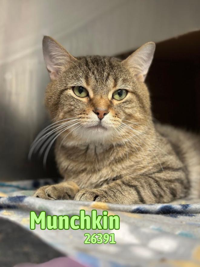 Munchkin, ADOPTABLE, Adult Male Tabby.