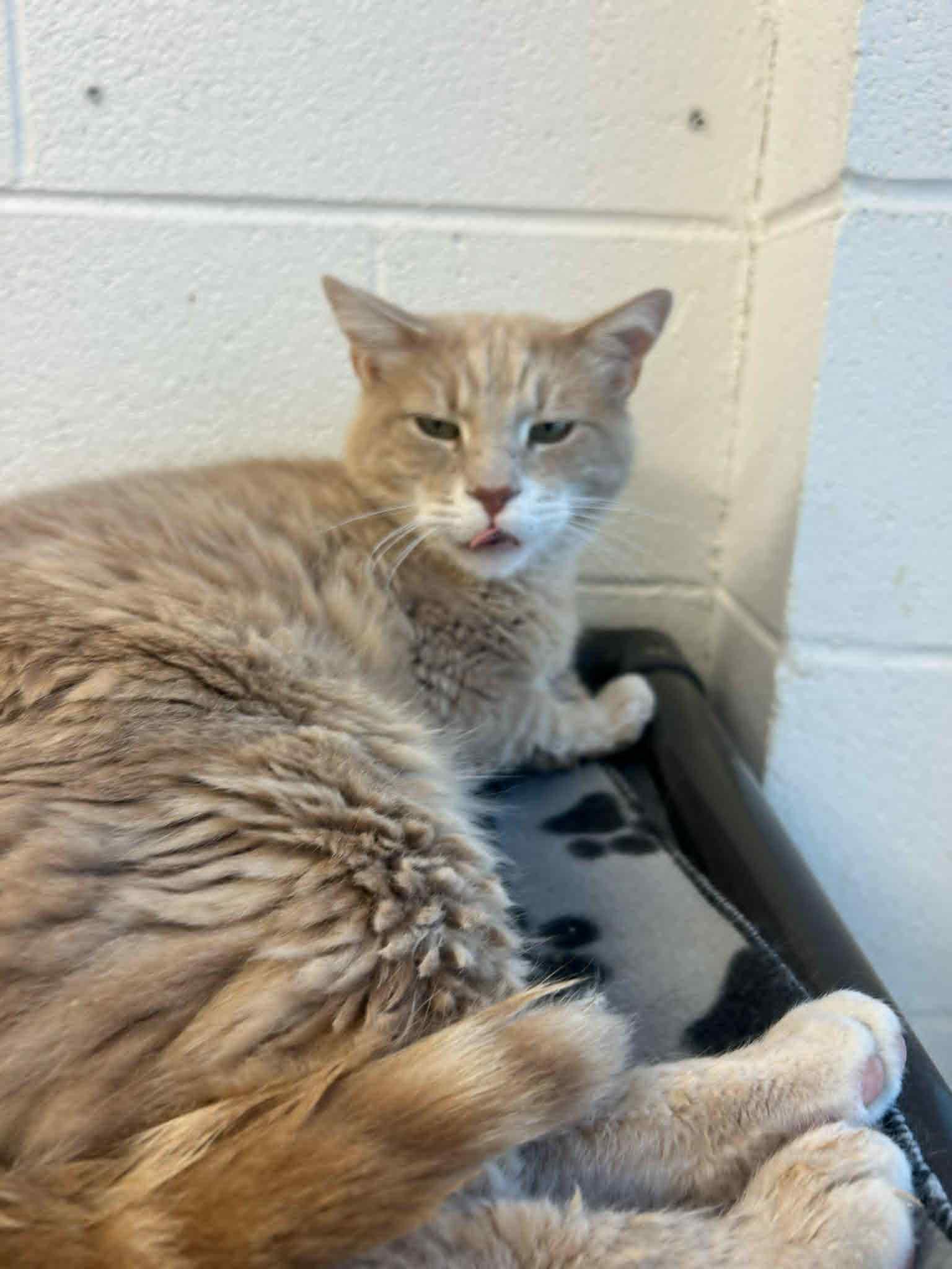 Willie, Adult Male Domestic Short Hair