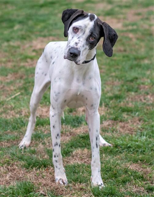 Enlarge LUNA, a Adoptable mixed breed in York, SC image 1/1