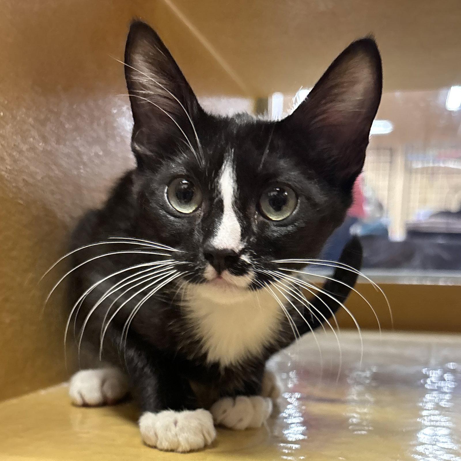 Sam, Adopted, Kitten Male Domestic Short Hair.