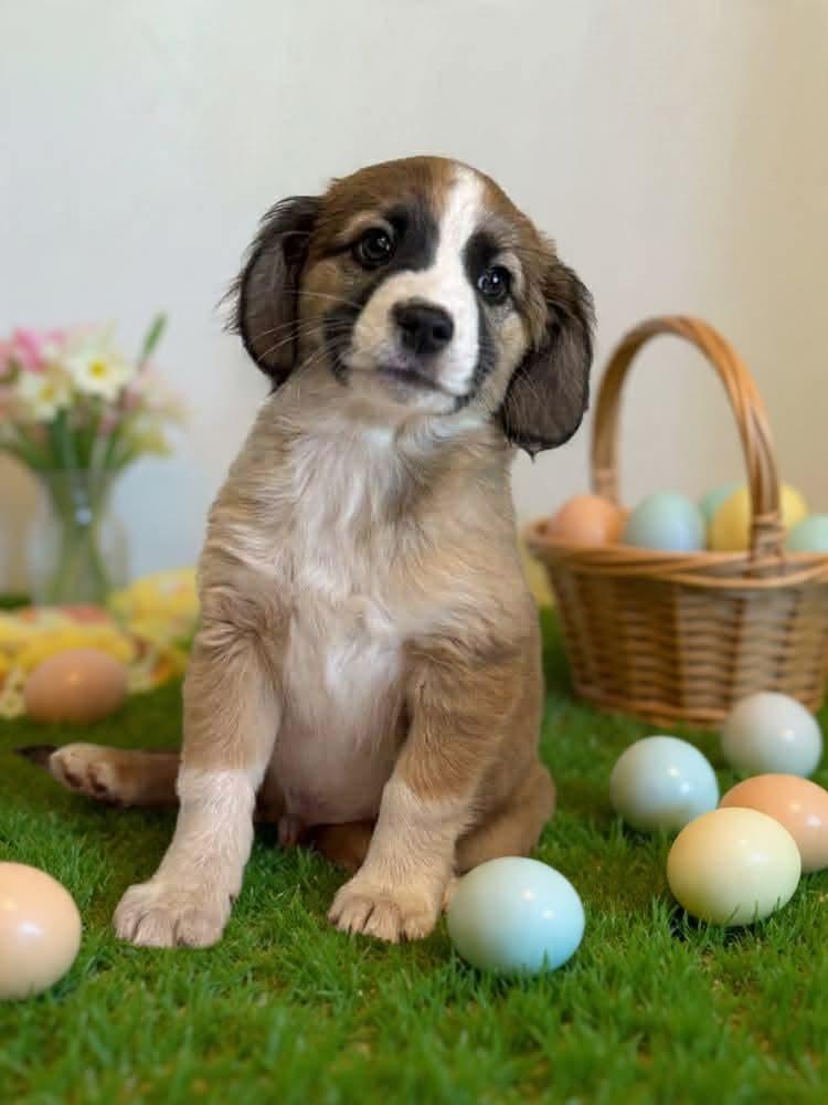 Elliot, Adoptable, Puppy Male Australian Shepherd.