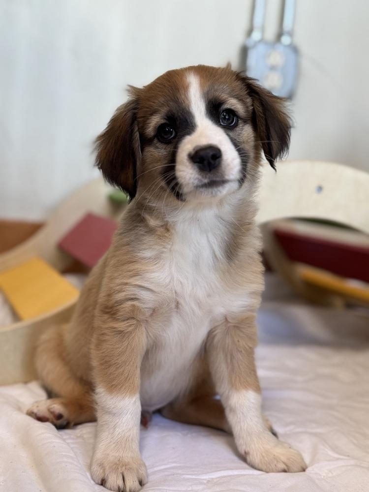 Enlarge Elliot, a Adoptable mixed breed in Tucson, AZ image 2/3