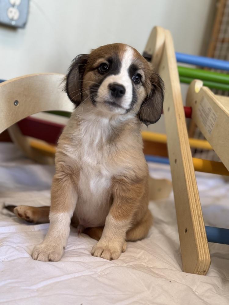 Enlarge Elliot, a Adoptable mixed breed in Tucson, AZ image 3/3