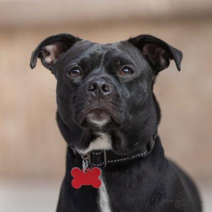 Enlarge Constantine, a Adoptable mixed breed in Scottsdale, AZ image 1/5