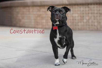 Enlarge Constantine, a Adoptable mixed breed in Scottsdale, AZ image 2/5