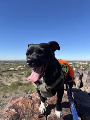 Enlarge Constantine, a Adoptable mixed breed in Scottsdale, AZ image 4/5
